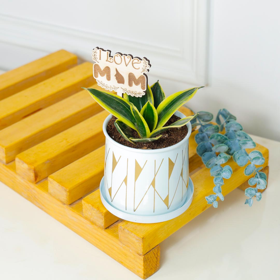 Low Maintenance Snake Plant For Mom