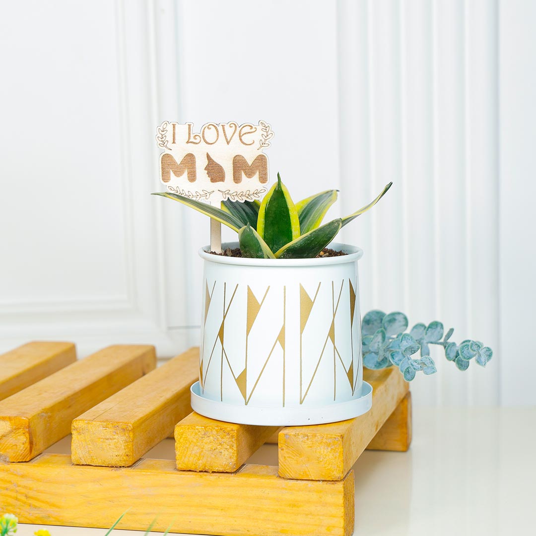 Low Maintenance Snake Plant For Mom