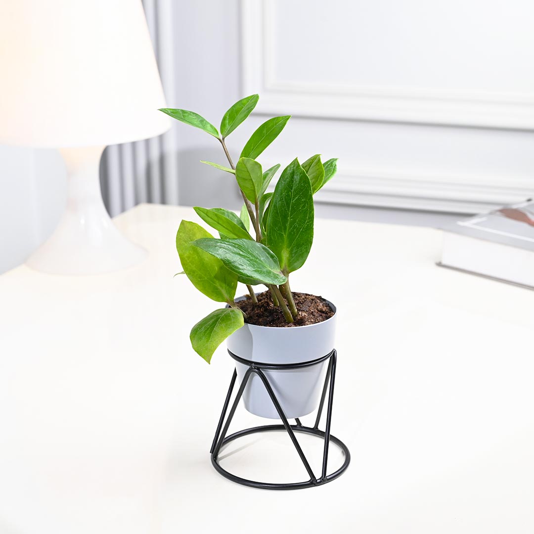 Low-maintenance ZZ Plant in Grey Pot with Designer Stand