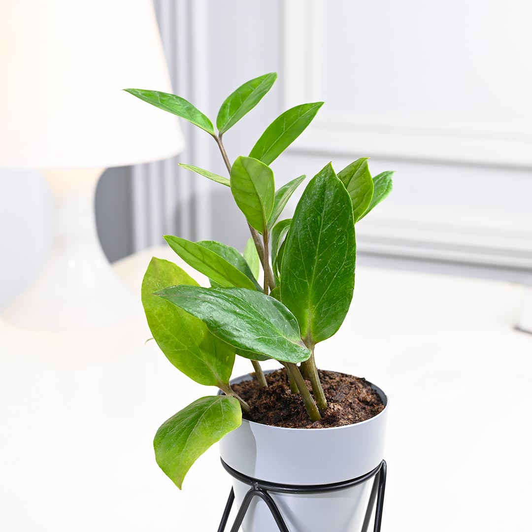 Low-maintenance ZZ Plant in Grey Pot with Designer Stand