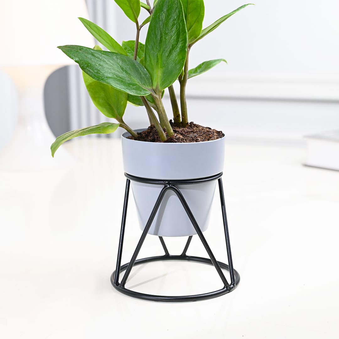 Low-maintenance ZZ Plant in Grey Pot with Designer Stand