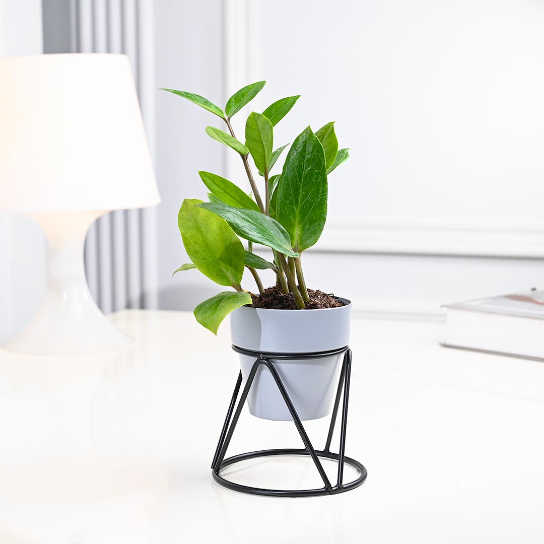 Low-maintenance ZZ Plant in Grey Pot with Designer Stand