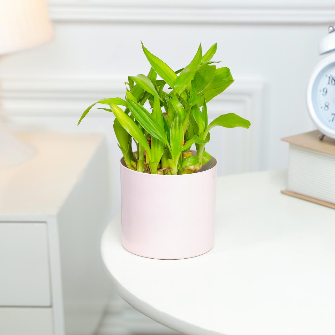 Lucky Bamboo In Pretty Pink Pot