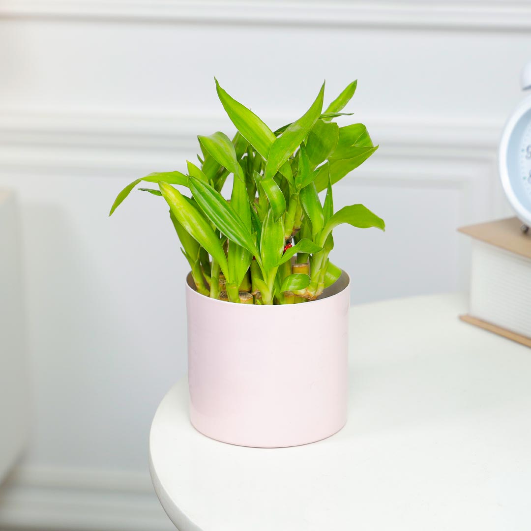 Lucky Bamboo In Pretty Pink Pot