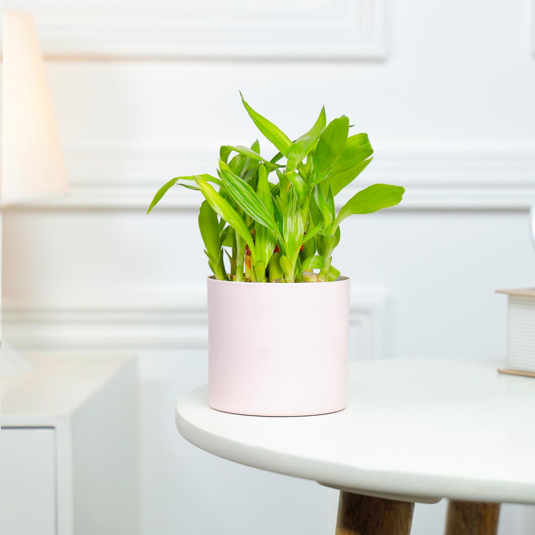 Send Lucky Bamboo In Pretty Pink Pot Online