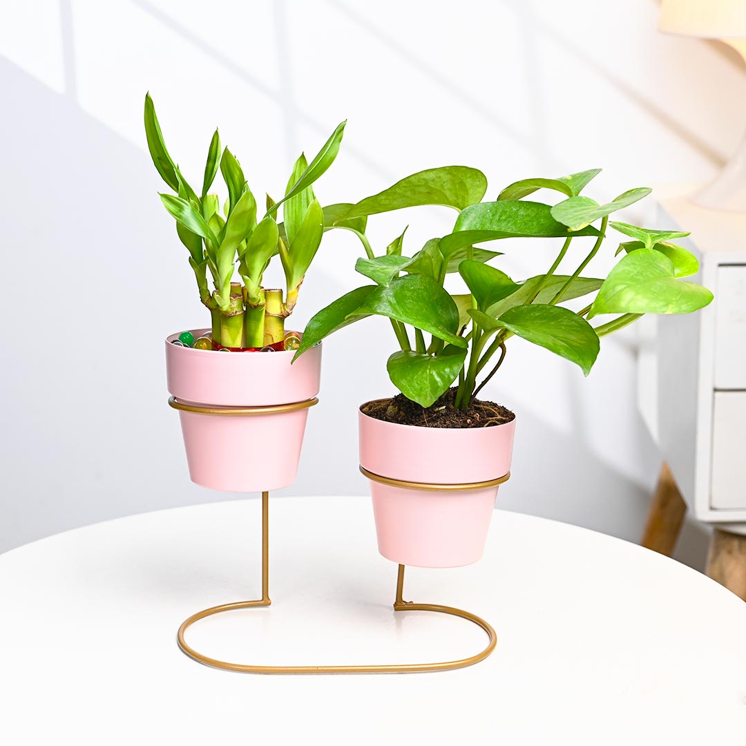 Lucky Bamboo N Money Plant In Pinkish Pot with Stand