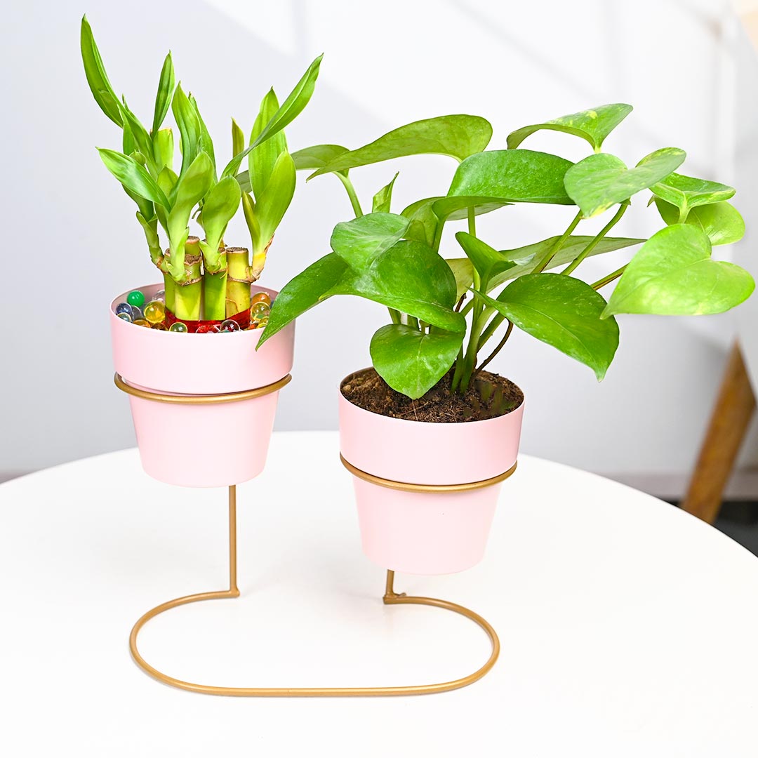 Lucky Bamboo N Money Plant In Pinkish Pot with Stand