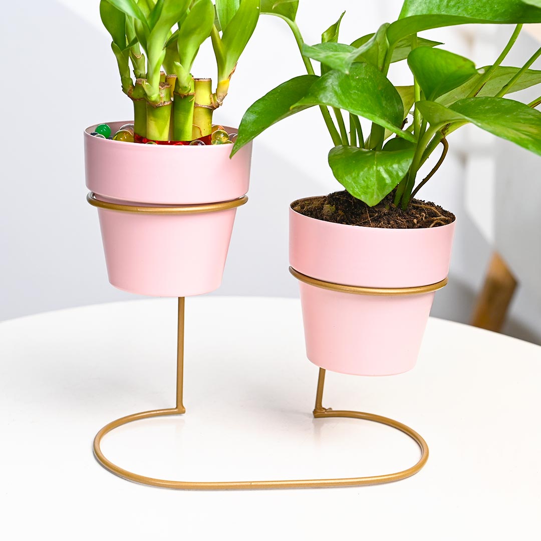 Lucky Bamboo N Money Plant In Pinkish Pot with Stand