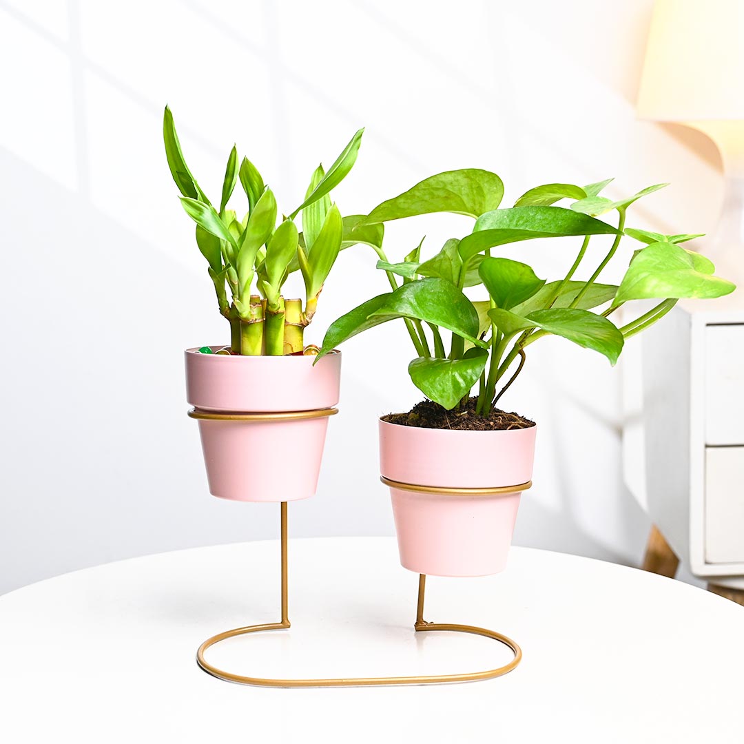 Lucky Bamboo N Money Plant In Pinkish Pot with Stand