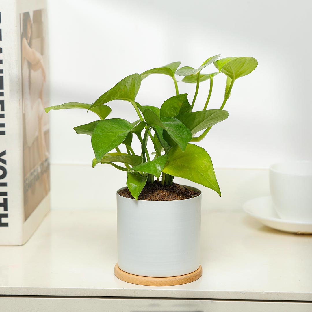 Lucky Money Plant In White Pot With Coaster