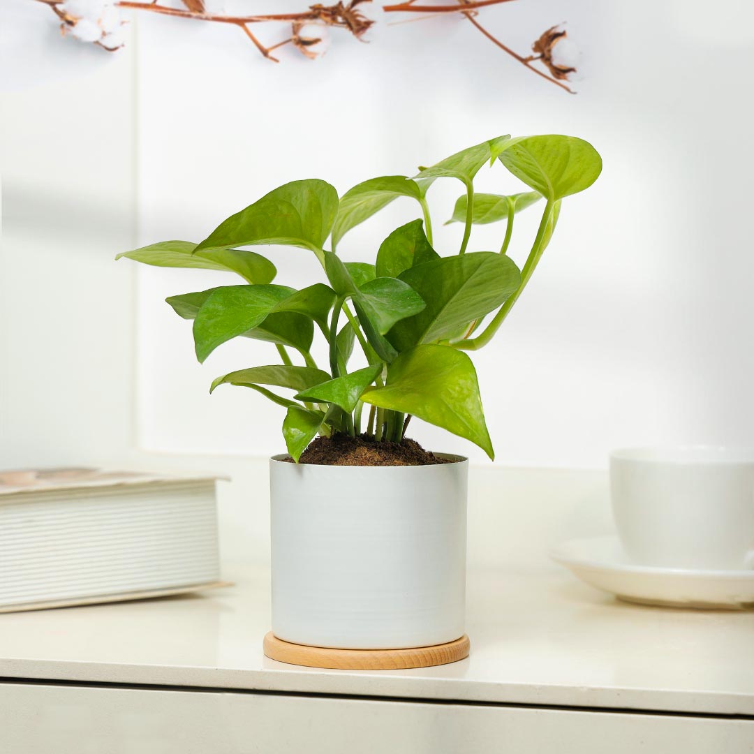 Lucky Money Plant In White Pot With Coaster