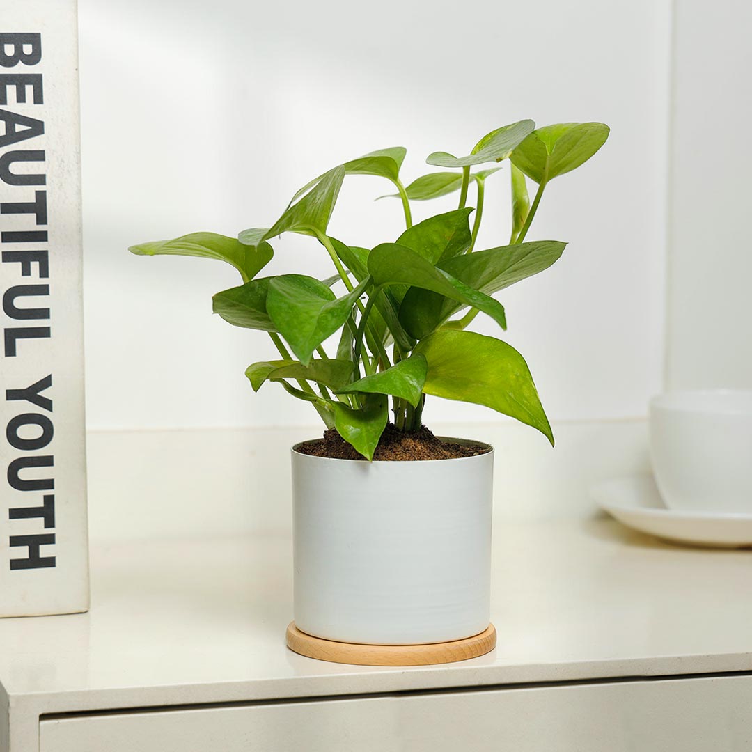 Lucky Money Plant In White Pot With Coaster