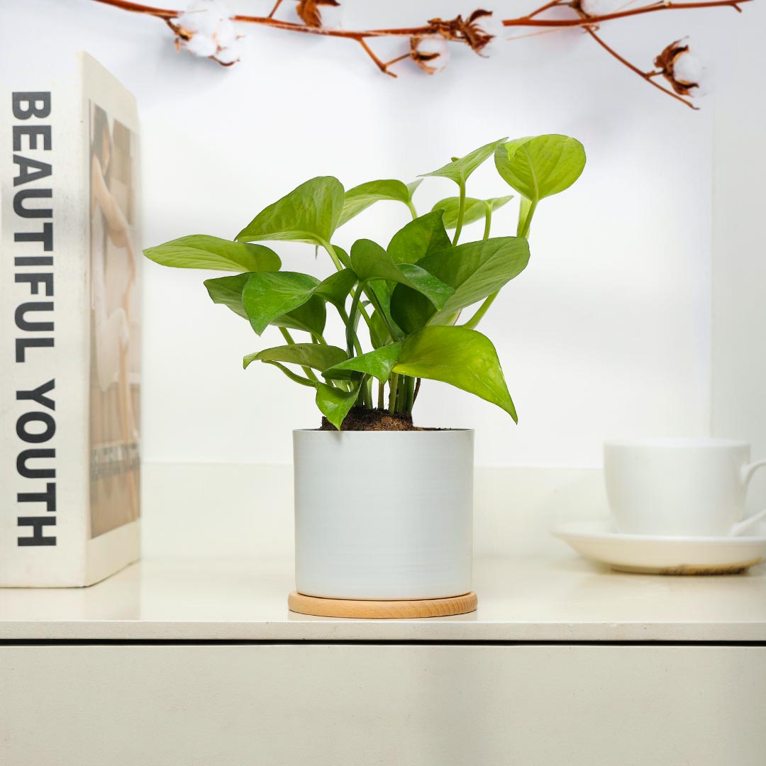 Lucky Money Plant In White Pot With Coaster