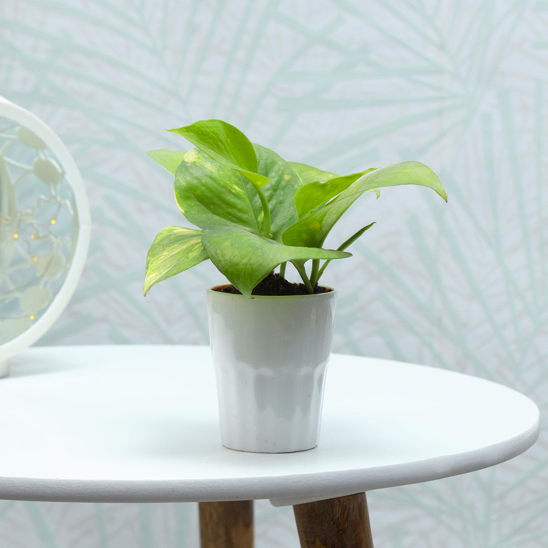 Money Plant In Ceramic Glass