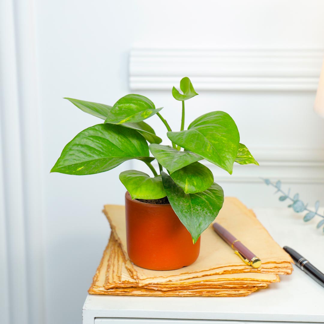 Money Plant In Cylinder Terracotta Pot