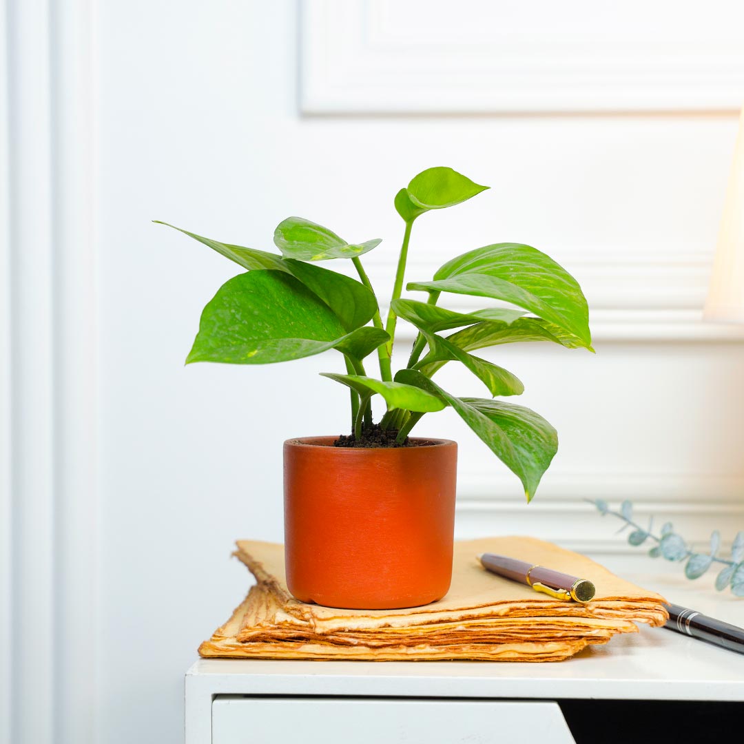 Money Plant In Cylinder Terracotta Pot