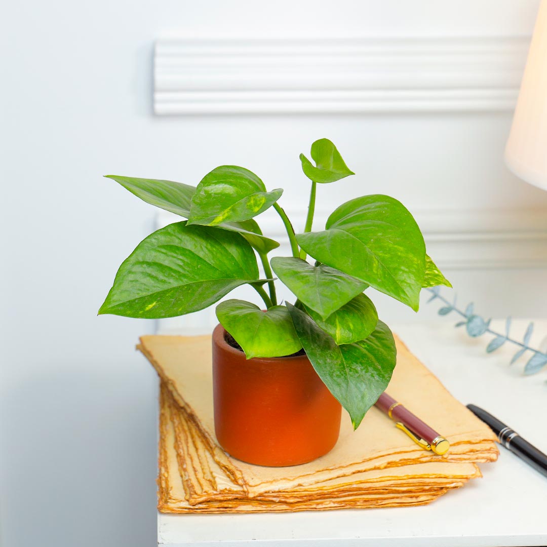 Money Plant In Cylinder Terracotta Pot