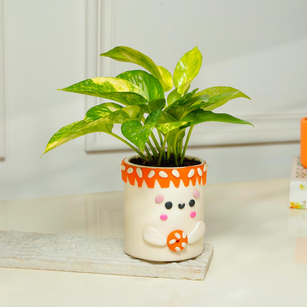 Money Plant in Foody Teddy Handcrafted Pot