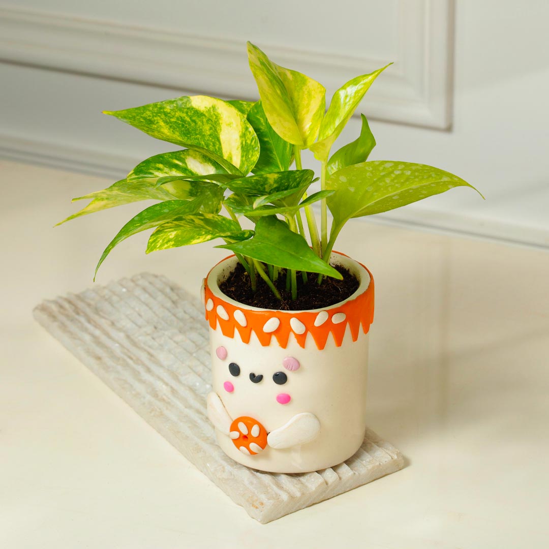 Money Plant in Foody Teddy Handcrafted Pot