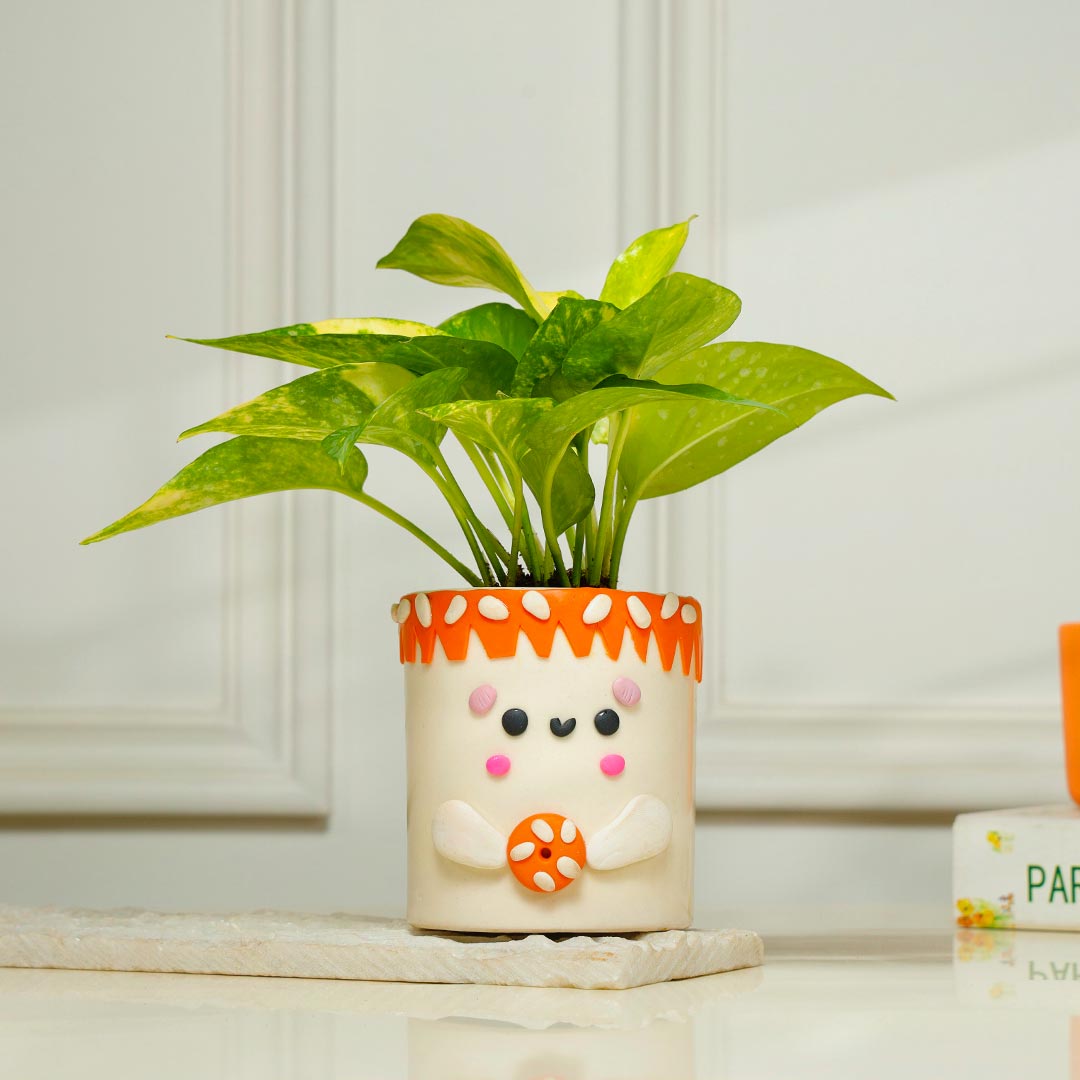 Money Plant in Foody Teddy Handcrafted Pot