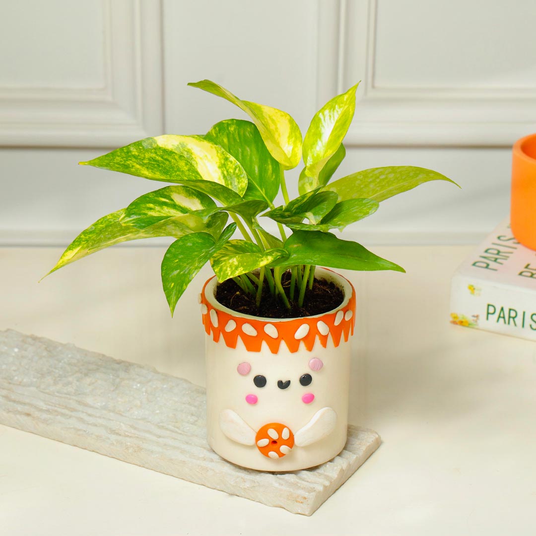 Money Plant in Foody Teddy Handcrafted Pot Order Now