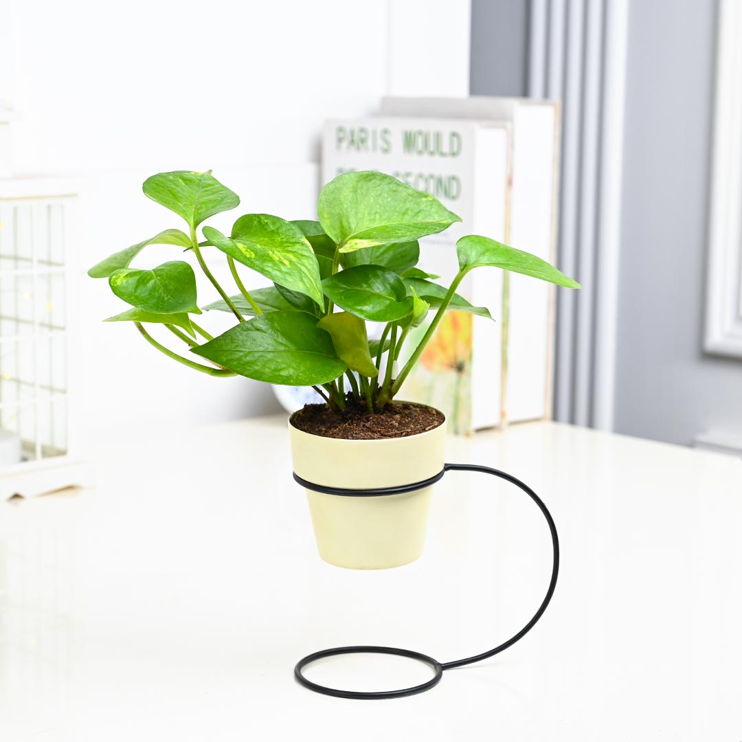 Money Plant in Ivory Pot With Curve Stand