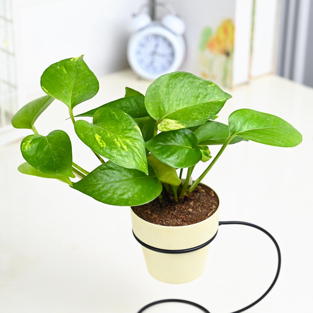 Money Plant in Ivory Pot With Curve Stand