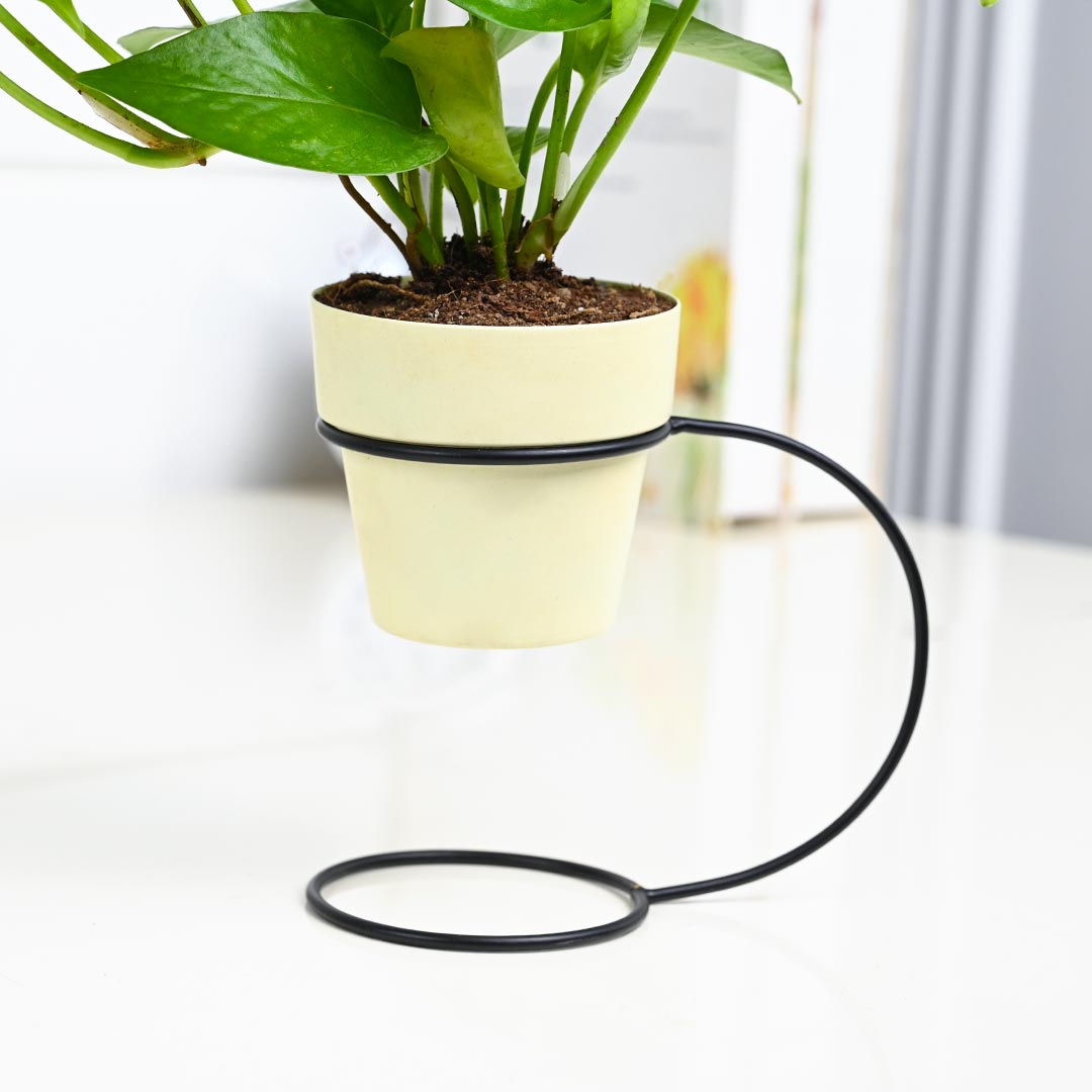 Money Plant in Ivory Pot With Curve Stand