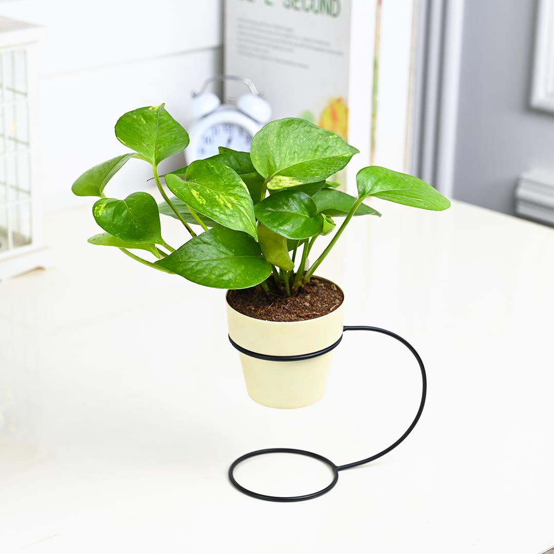 Money Plant in Ivory Pot With Curve Stand