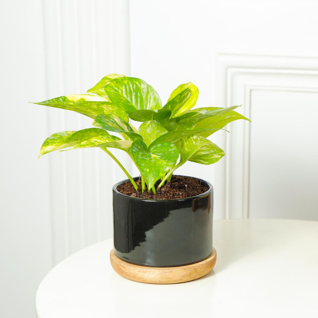 Money Plant In Stylish Ceramic Pot