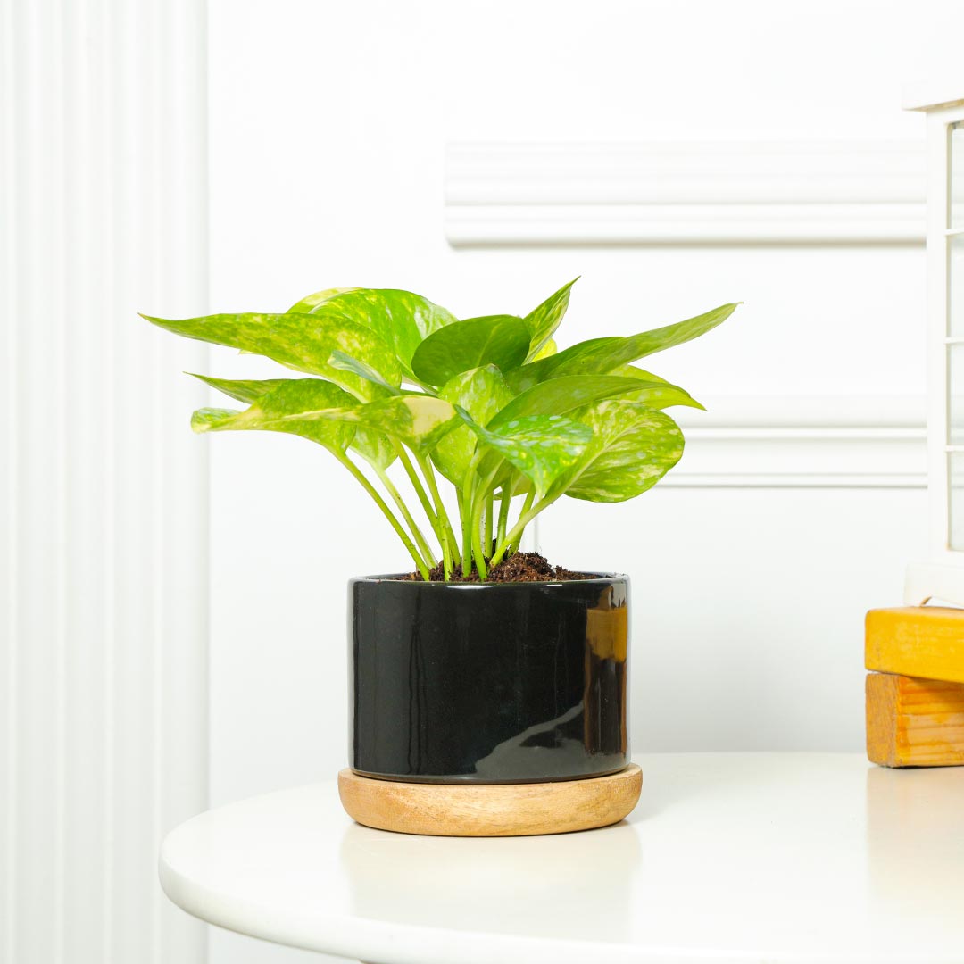 Money Plant In Stylish Ceramic Pot