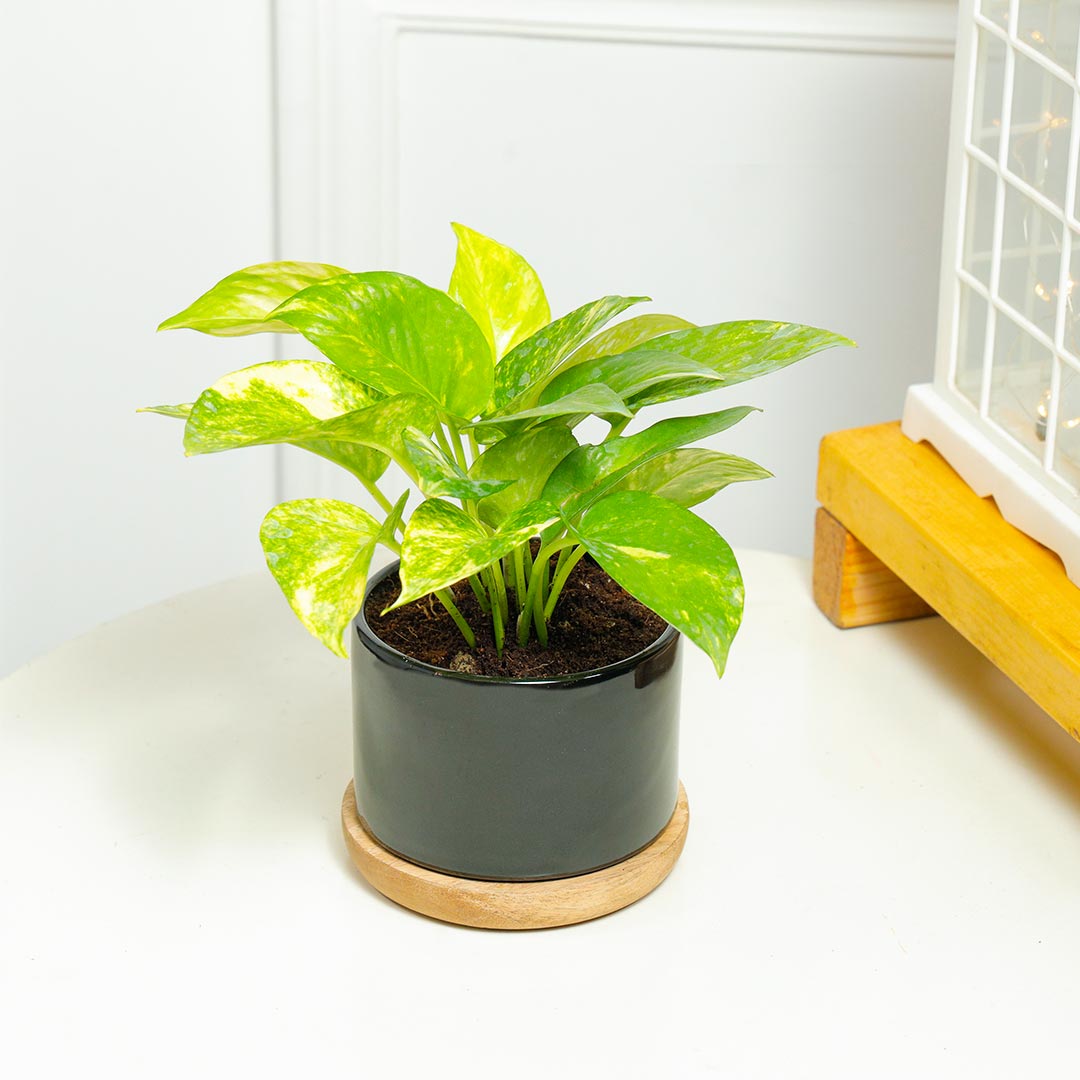 Money Plant In Stylish Ceramic Pot