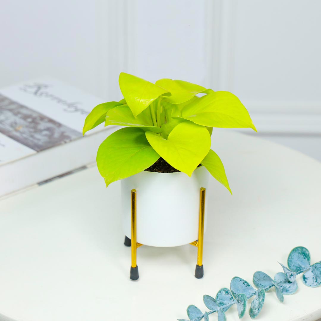 Money Plant In White Pot With Stand