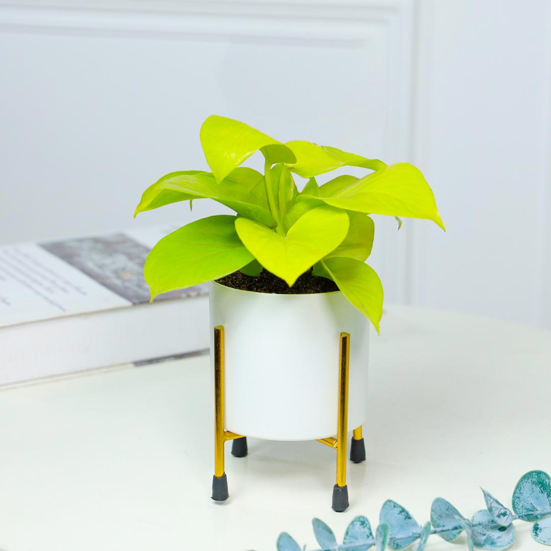 Money Plant In White Pot With Stand