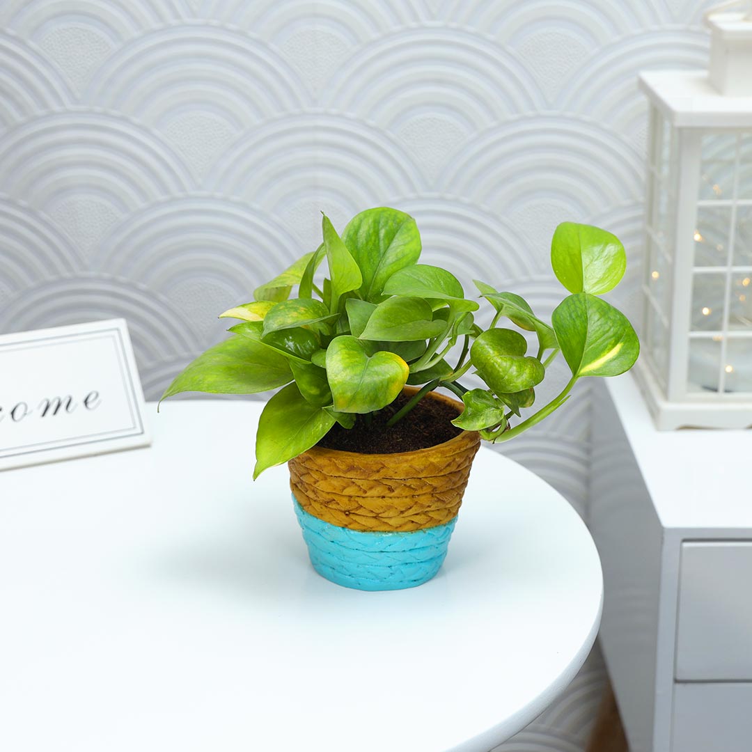 Money Plant Potted In Duo-Colored Pot Send Now