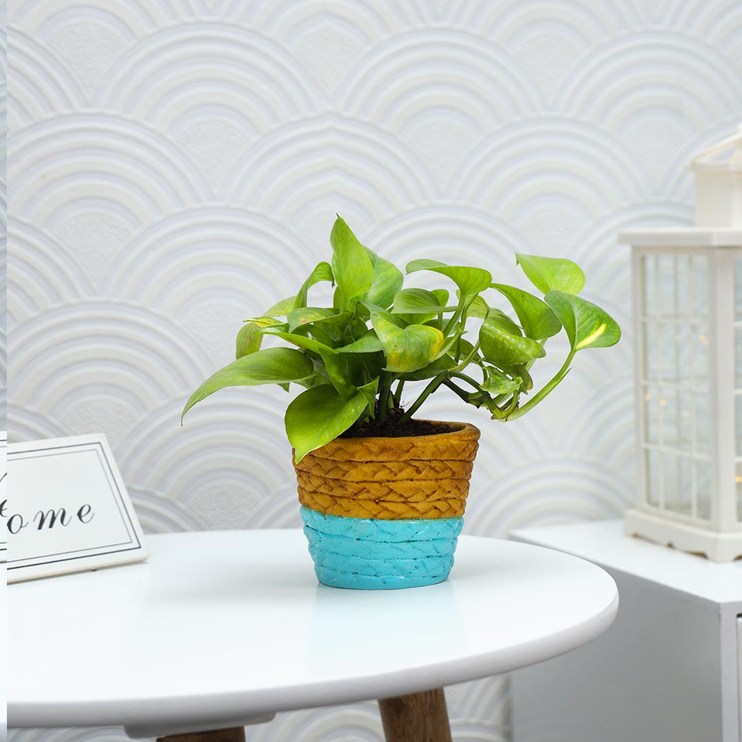 Money Plant Potted In Duo-Colored Pot