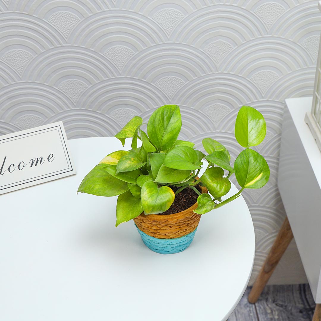 Money Plant Potted In Duo-Colored Pot