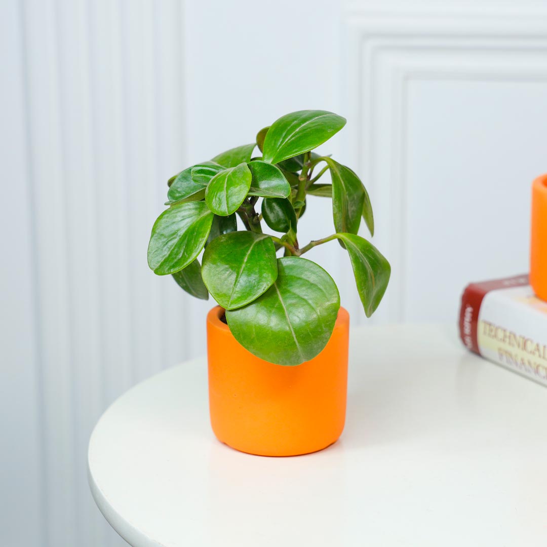 Natural Elegance Peperomia In Terracotta Pot