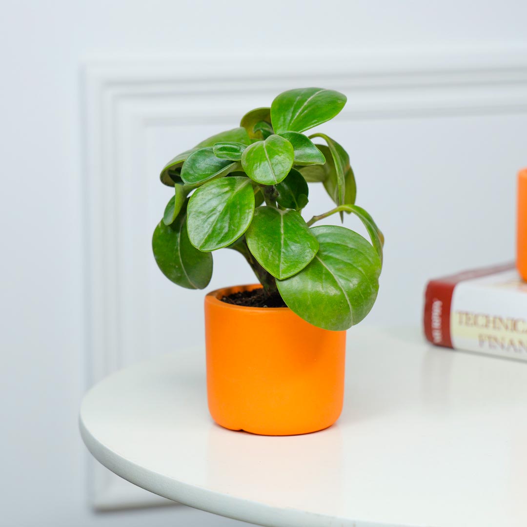 Natural Elegance Peperomia In Terracotta Pot