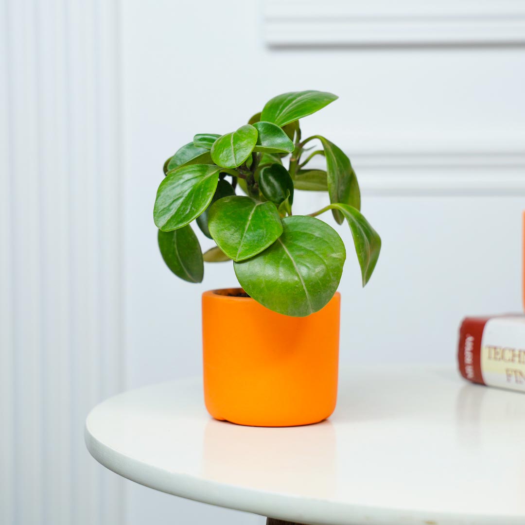 Natural Elegance Peperomia In Terracotta Pot