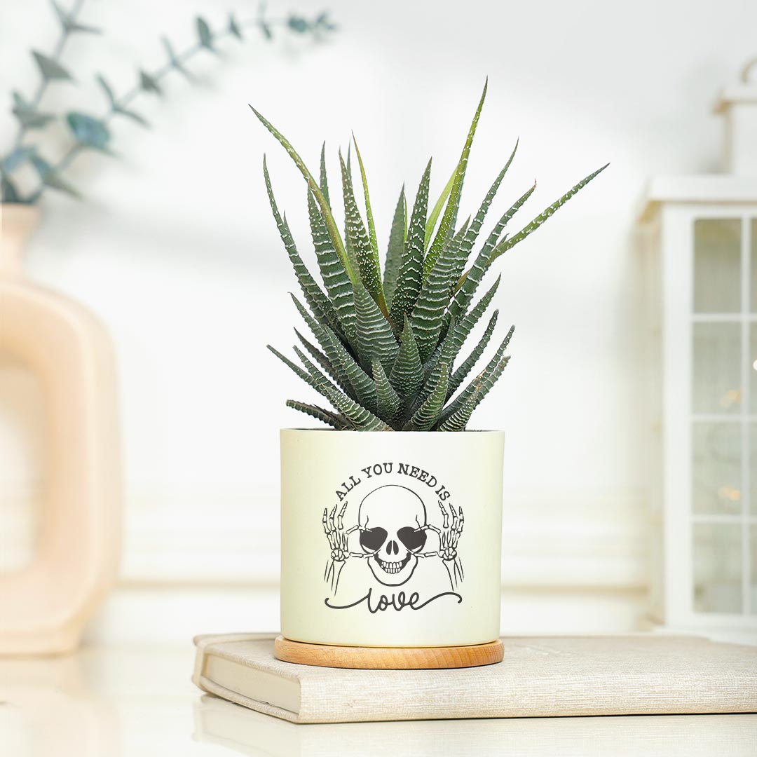 https://www.unrealgift.com/Need Love - Attractive Haworthia Plant