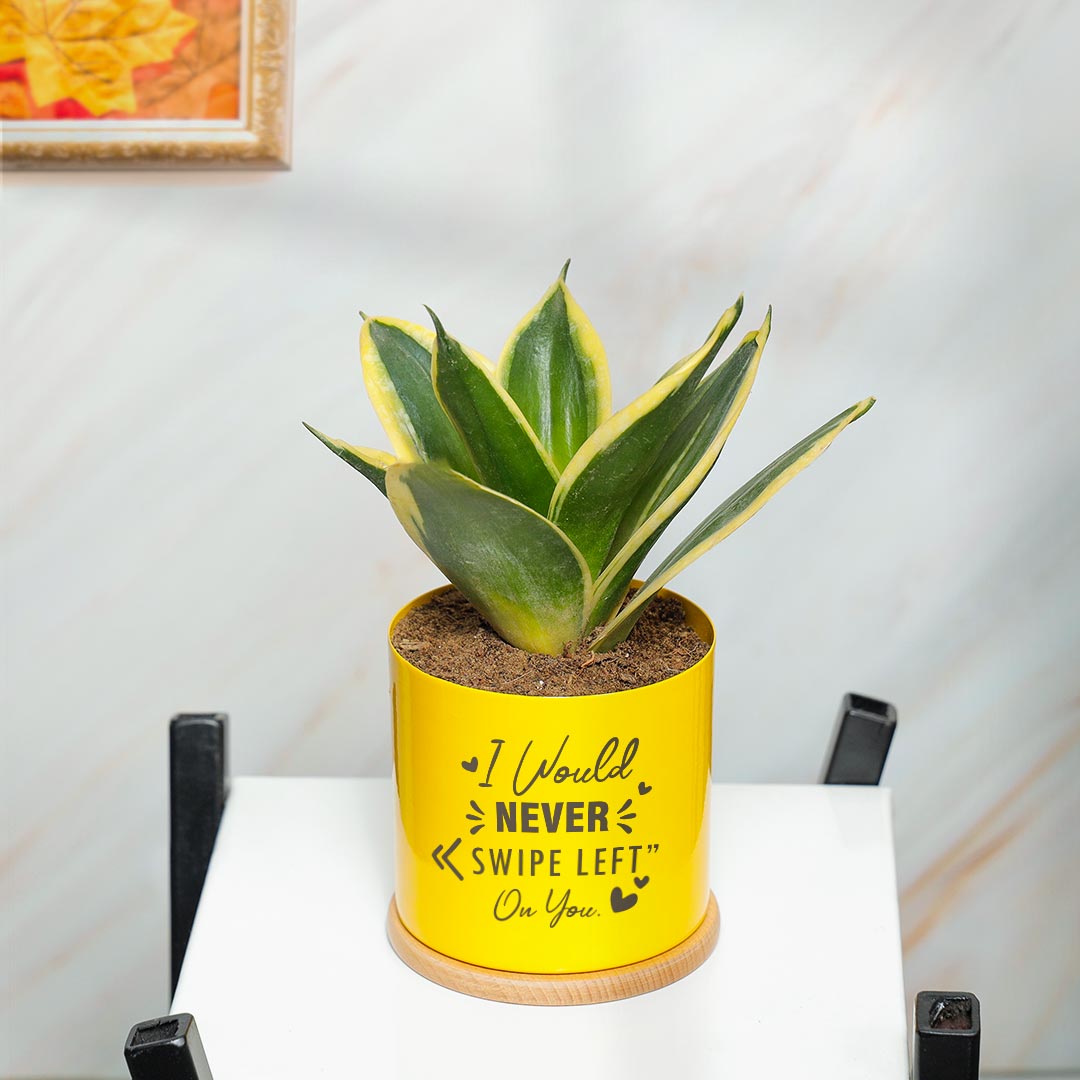 Never Swipe Left You - Lotus Sansevieria Snake plant