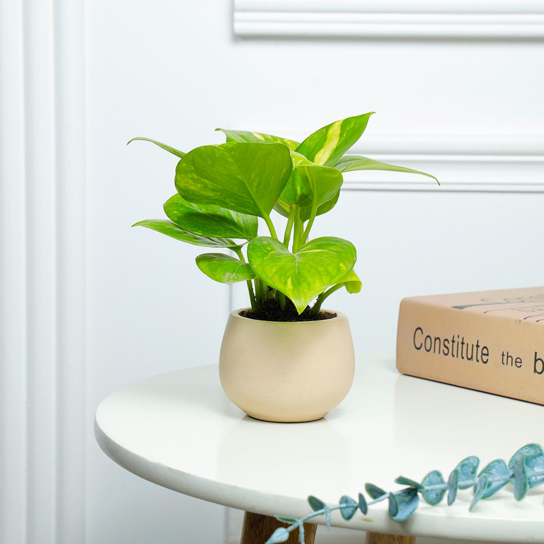 Nurturing Money Plant In Terracotta Pot