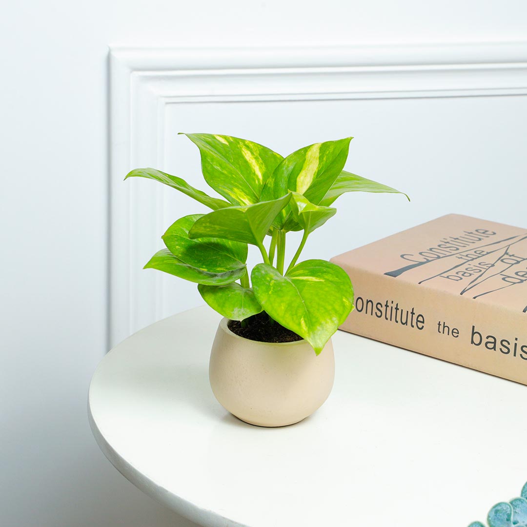 Nurturing Money Plant In Terracotta Pot