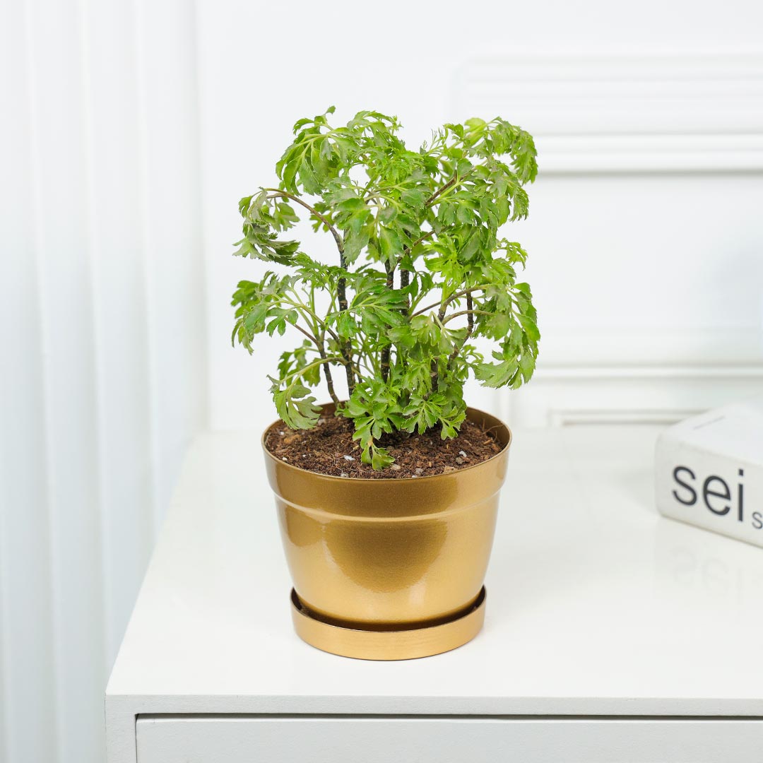 Ornamental Green Aralia In Golden Pot