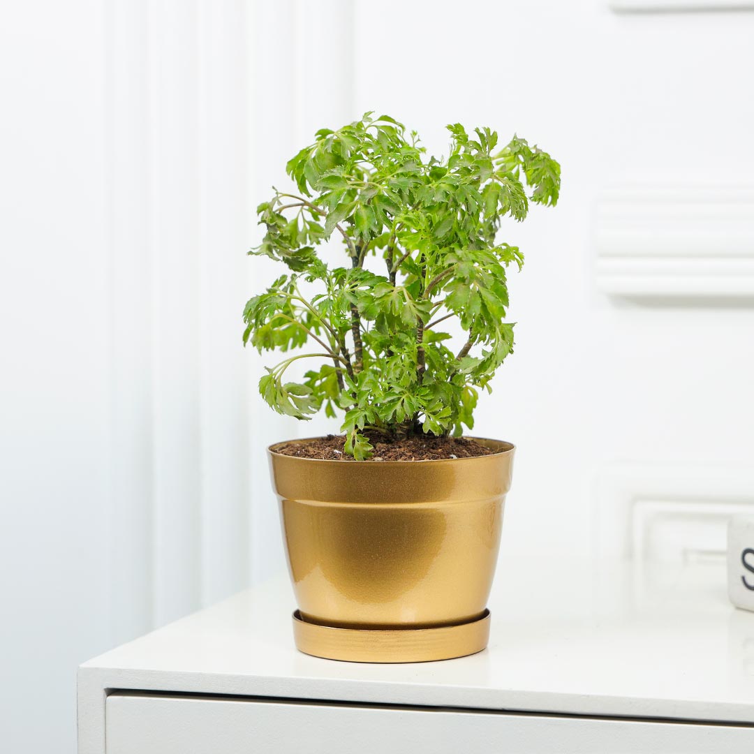 Ornamental Green Aralia In Golden Pot