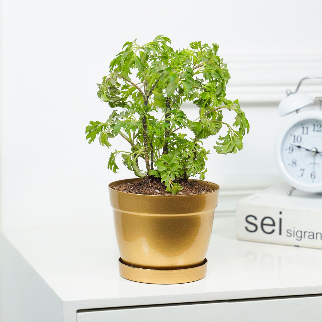 Ornamental Green Aralia In Golden Pot