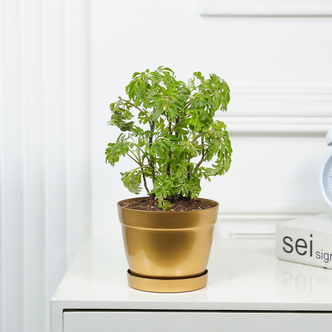 Ornamental Green Aralia In Golden Pot