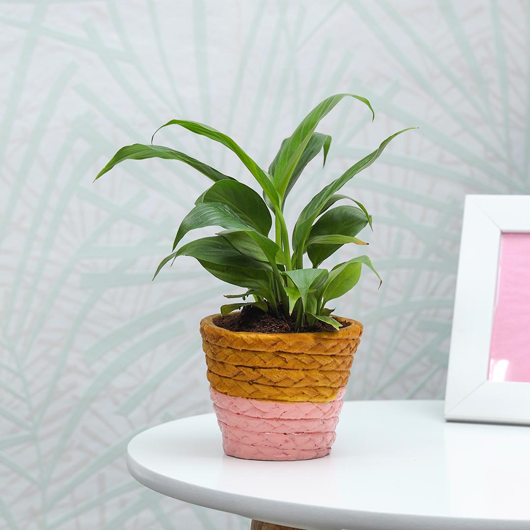 Peace Lily in brown and pink resin pot