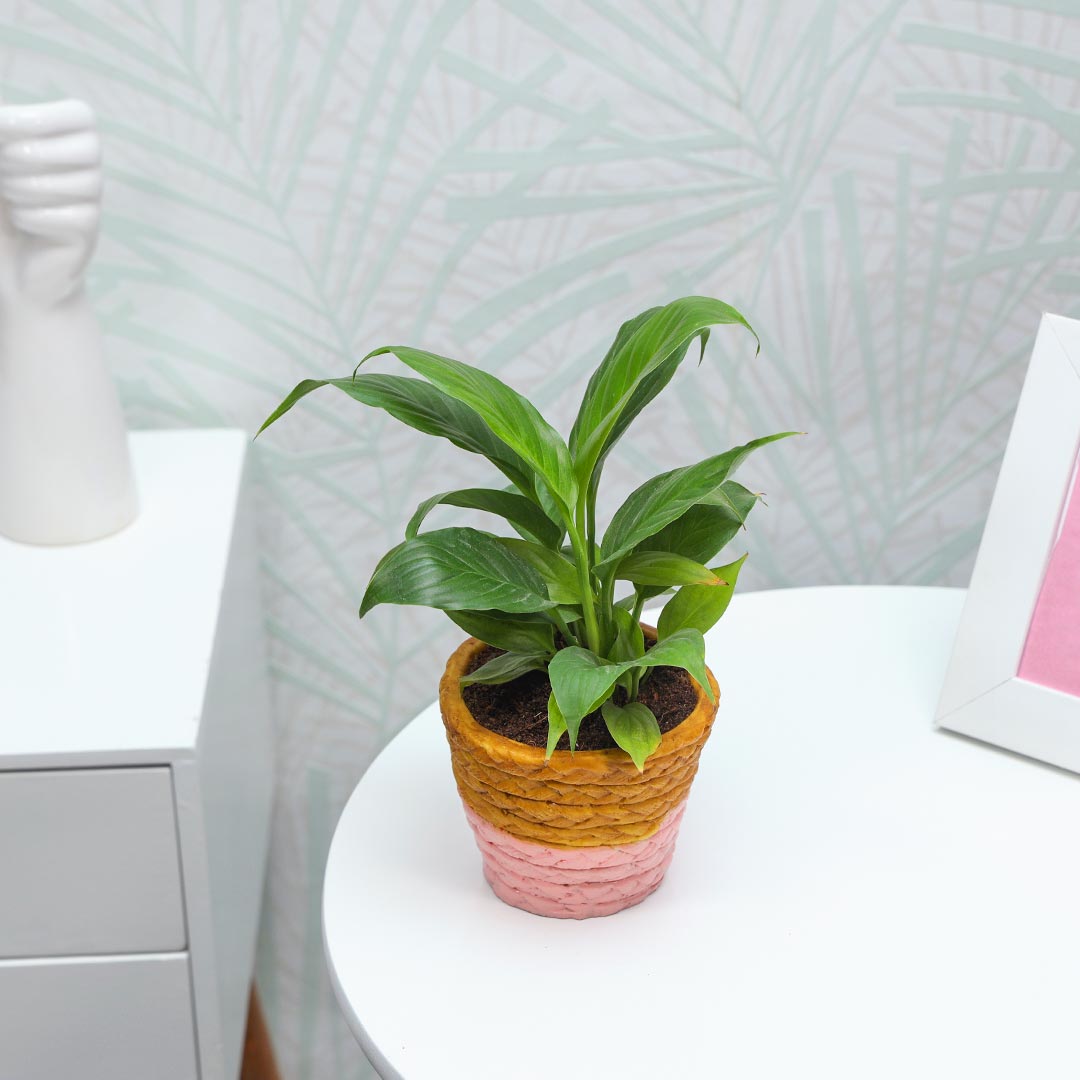 Peace Lily in brown and pink resin pot